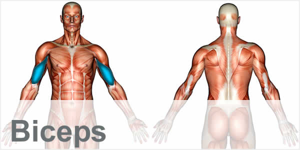 A muscular anatomy diagram with the bicep muscles highlighted.