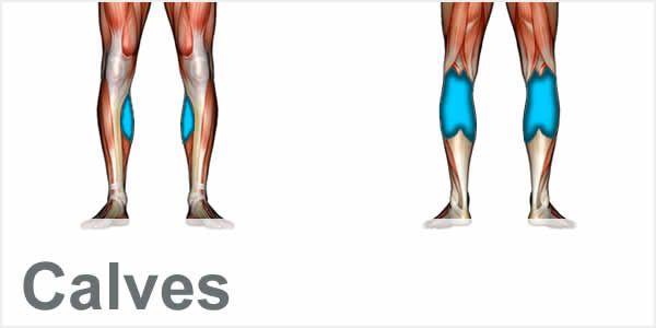 A muscular anatomy diagram with the calf muscles highlighted.