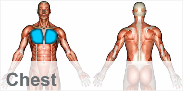 A muscular anatomy diagram with the chest muscles highlighted.