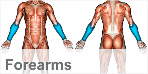 A muscular anatomy diagram with the forearm muscles highlighted.