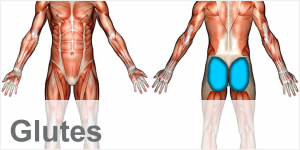 A muscular anatomy diagram with the gluteus muscles highlighted.