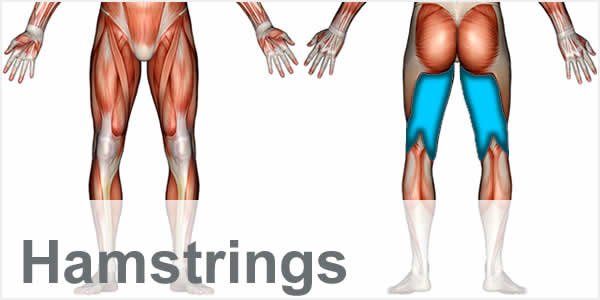 A muscular anatomy diagram with the hamstring muscles highlighted.