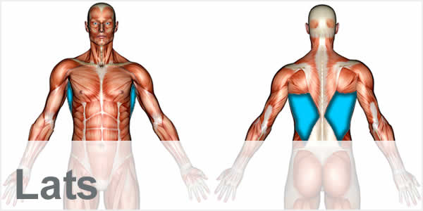 A muscular anatomy diagram with the latissimus dorsi muscles highlighted.