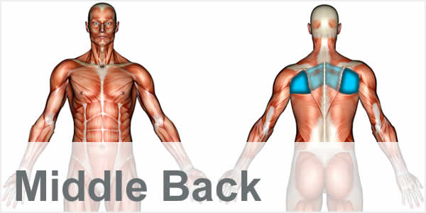 A muscular anatomy diagram with the middle back muscles highlighted.