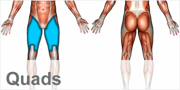 A muscular anatomy diagram with the quadricep muscles highlighted.