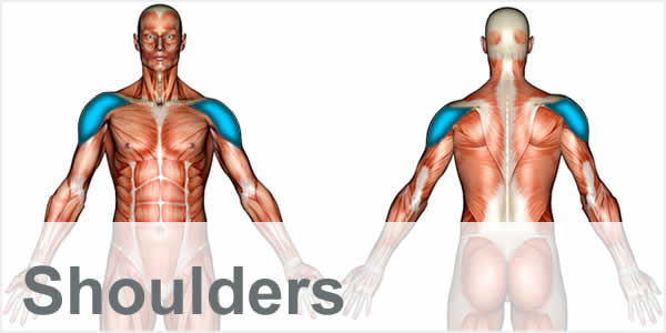 A muscular anatomy diagram with the shoulder muscles highlighted.