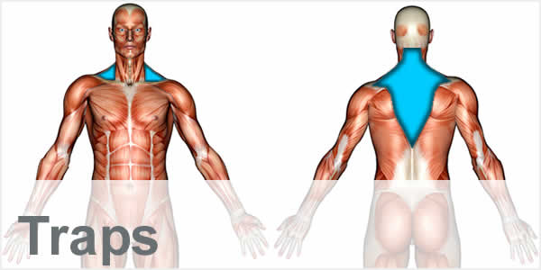 A muscular anatomy diagram with the trapezius muscles highlighted.