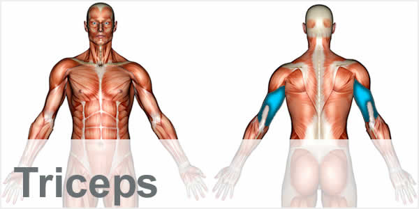 A muscular anatomy diagram with the tricep muscles highlighted.