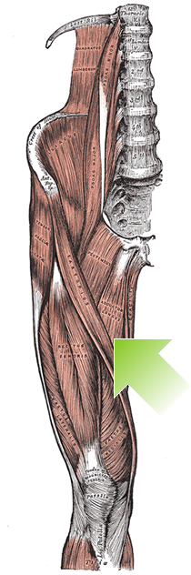 an anatomical image of the adductor longus muscle