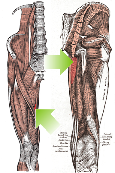 an anatomical image of the adductor magnus muscle