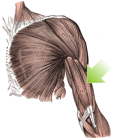 an anatomical image of the biceps brachii muscle