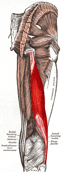 an anatomical image of the biceps femoris muscle