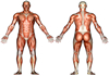 thumbnail image of a diagram of the human muscular system anatomy