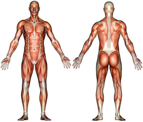 Human Body Anatomy Basics clip art.