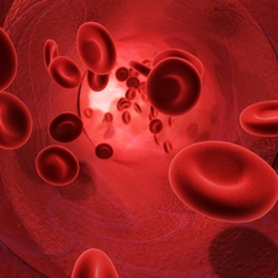 image of blood cells flowing through an artery