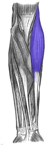 an anatomical image of the brachioradialis muscle
