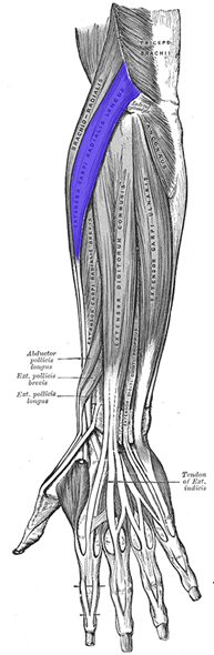 an anatomical image of the extensor carpi radialis longus muscle