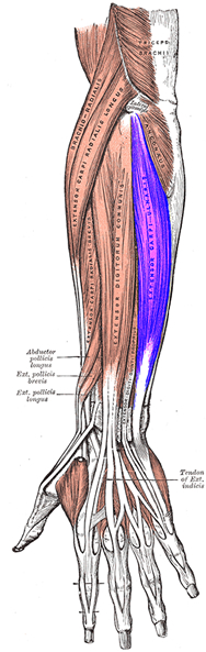 an anatomical image of the extensor-carpi-ulnaris muscle