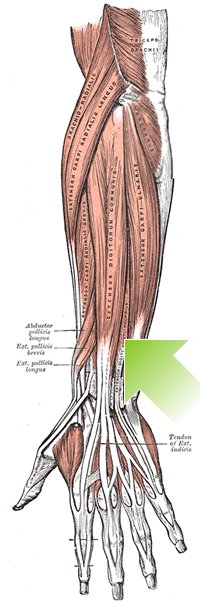 an anatomical image of the extensor digiti minimi muscle