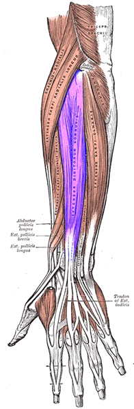 an anatomical image of the extensor digitorum muscle