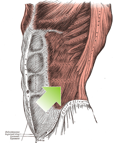 an anatomical image of the external oblique muscle