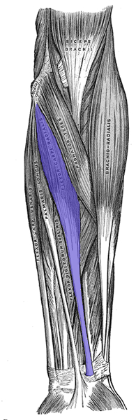 an anatomical image of the flexor carpi radialis muscle