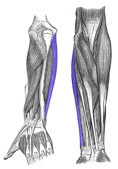 an anatomical image of the flexor carpi ulnaris muscle