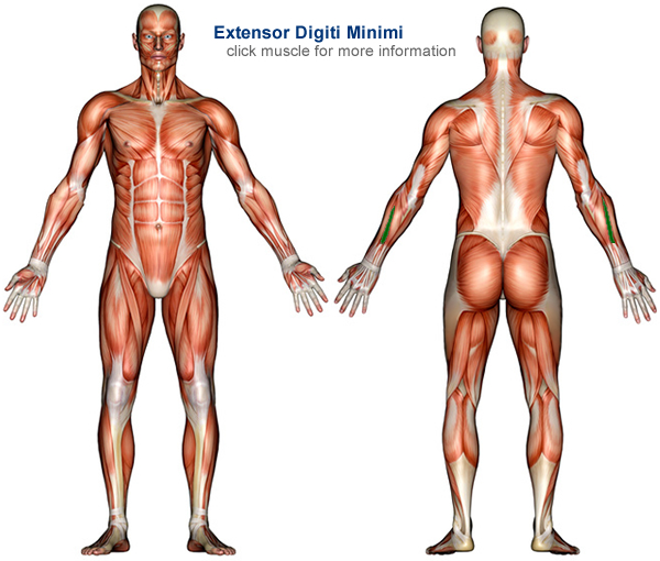 Muscle Anatomy