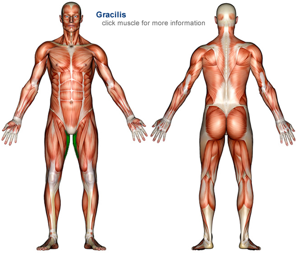 Human Body Muscle Labeled