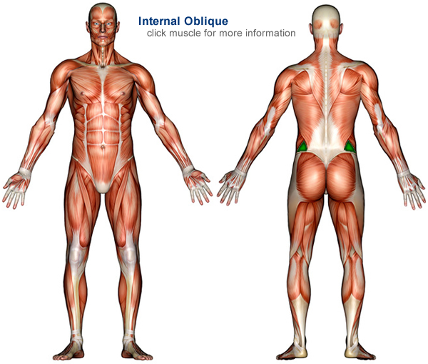 Muscle Anatomy