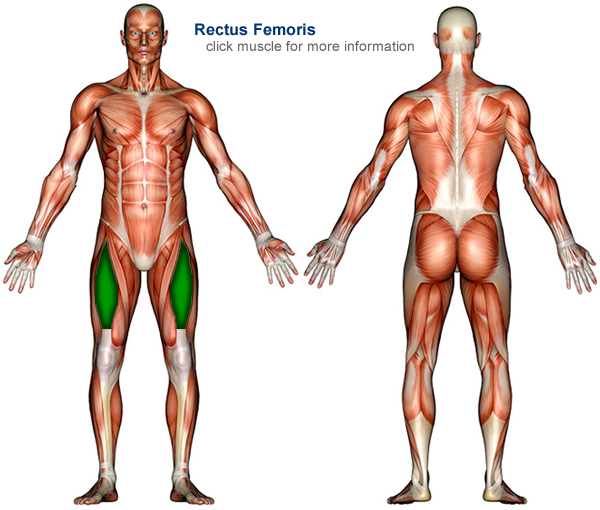 Interactive Guide to the Muscular System