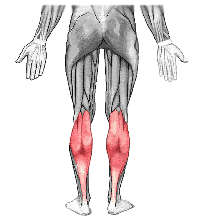 an anatomical image of the gastrocnemius muscle