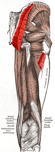 an anatomical image of the gluteus maximus muscle