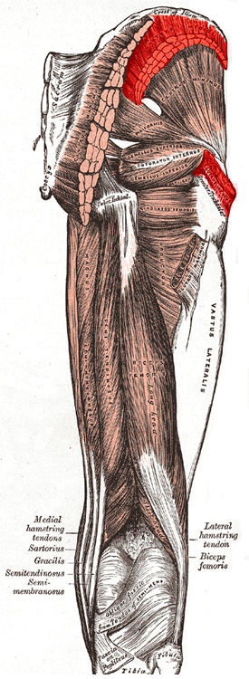 an anatomical image of the gluteus medius muscle