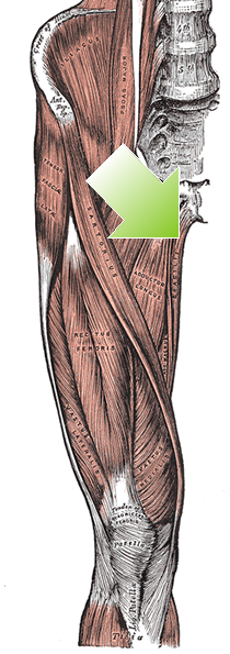 an anatomical image of the gracilis muscle