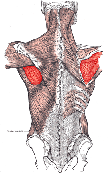 an anatomical image of the infraspinatus muscle