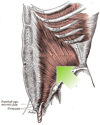 an anatomical image of the internal oblique muscle