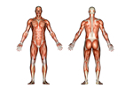 thumbnail image of human muscular anatomy