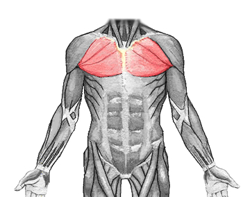 an anatomical image of the pectoralis major muscle