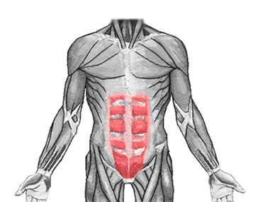 an anatomical image of the rectus abdominis muscle