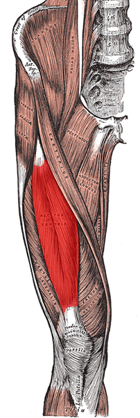 an anatomical image of the rectus femoris muscle