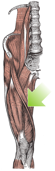 an anatomical image of the sartorius muscle
