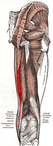 an anatomical image of the semimembranosus muscle