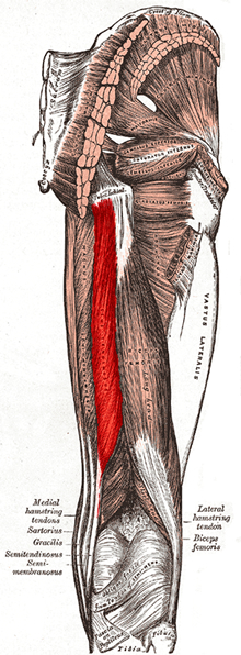 an anatomical image of the semitendinosus muscle