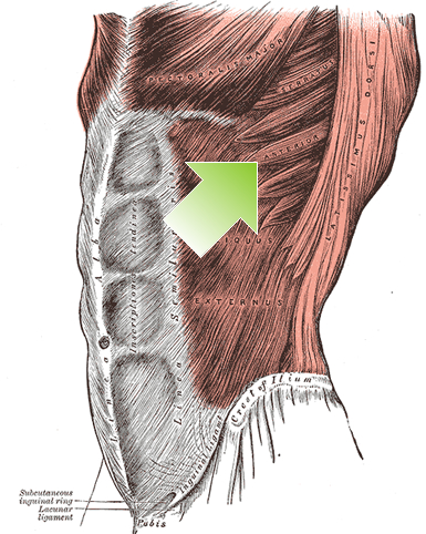 an anatomical image of the serratus anterior muscle