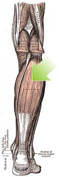 an anatomical image of the soleus muscle