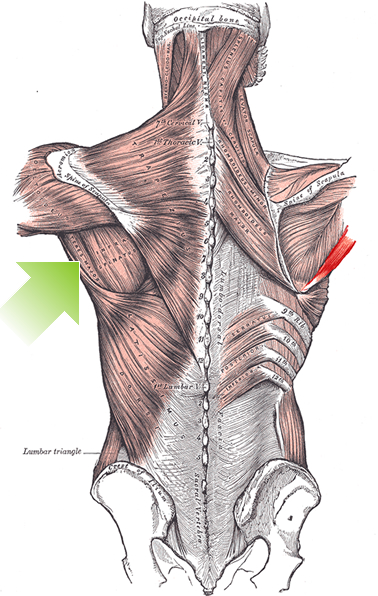 an anatomical image of the teres major muscle
