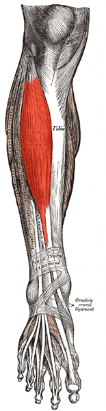 an anatomical image of the tibialis anterior muscle