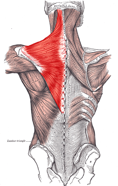 an anatomical image of the trapezius muscle