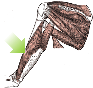 an anatomical image of the triceps brachii muscle